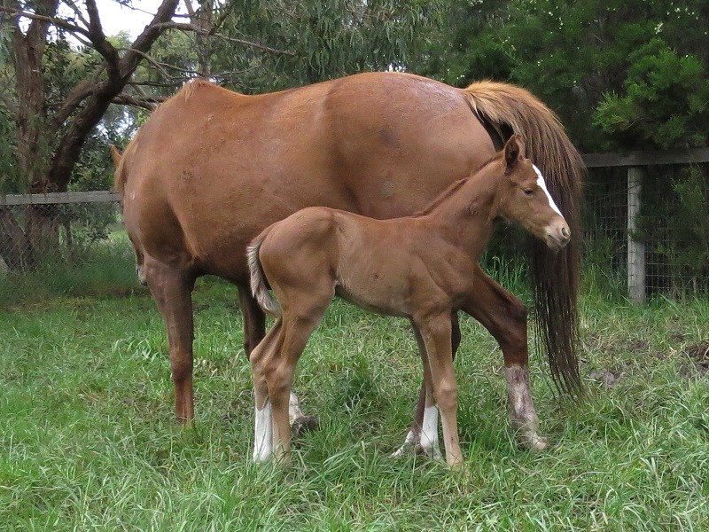 106 Kooma Blaze x Puissance De Lune bf 5-10 2d